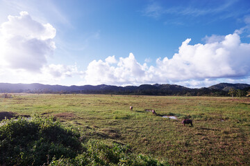 Fototapeta premium Landscape with blue sky and bulls grazing on the green field.