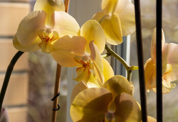 Beige Phalaenopsis orchid on a windowsill, exuberant lush bloom of a delicate indoor orchid close-up