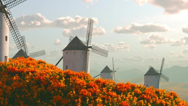 Few old white brick windmills standing on meadow hills full of orange flowers 4K