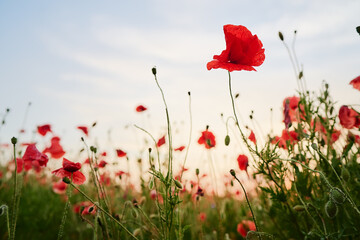 Beautiful summer day. Red poppy field. - obrazy, fototapety, plakaty