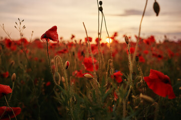 Obraz premium Beautiful summer day. Red poppy field.