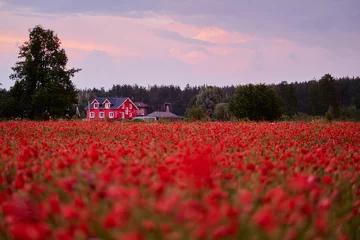 Gordijnen Beautiful summer day. Red poppy field in countryside. © luengo_ua