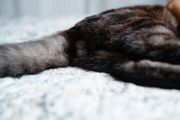 Obraz premium Close up of black cat tail, butt and testicles