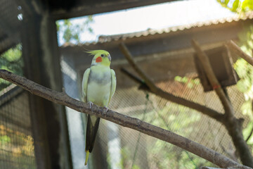 Yellow-crested parrot
