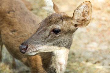 deer in the zoo park