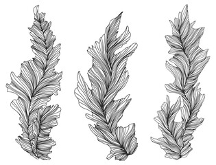 Illustration of leaves . Abstract composition.