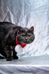 Santa cat. Cute black kitty cat at red scarf.