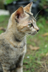 Cute brown stray kitten