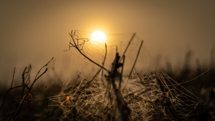 Dawn coing throught he cobwebs lying on in the field
