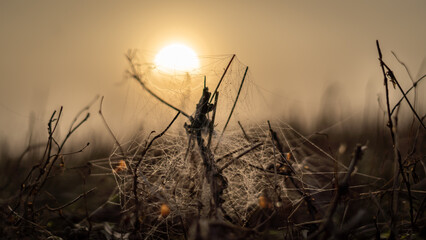 Dawn coing throught he cobwebs lying on in the field