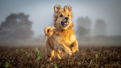 Happy small dog running through autumn field
