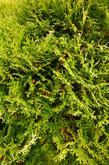 Evergreen Conifer Tree Thuja Arborvitae.