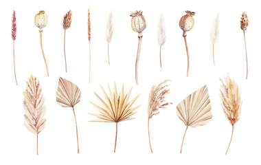 Hand painted watercolor dry palm leaves, pampas grass and poppies on white background. Watercolor illustration. Dry boho flowers and leaves clipart isolated © Salnikova Studio