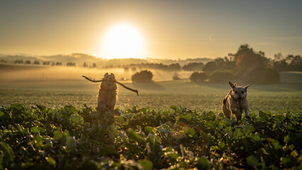 best dog friends runnig through the field at sunrise