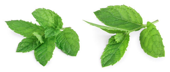 fresh mint leaves isolated on white background