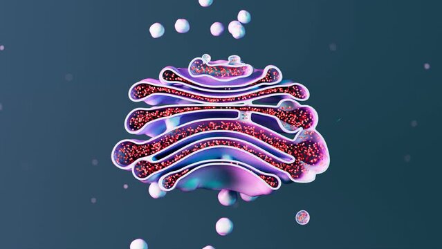 Golgi apparatus 3d animation. Isolated cell organelle. Biology, science