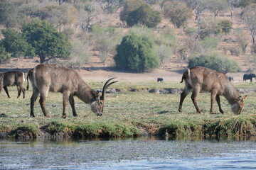 Wasserbüffel in Botswana