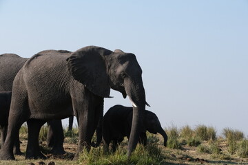 Obraz premium Eelfantenjungtier