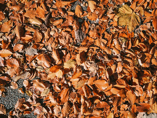 Orange autumn leaves on the London streets, fall season