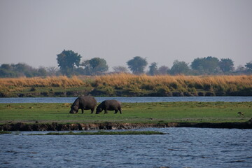 Fototapeta na wymiar Flusspferde in Afrika