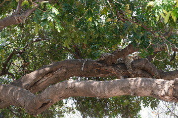 Wilder Leopard im afrikanischen Baum