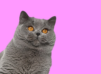 Head shot of british shorthair cat in front of pink background