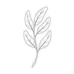 Sage, aromatic herbs. Hand drawn vector illustration.	