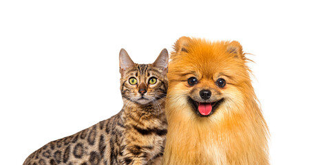 Brown bengal cat and Red Pomeranian dog panting with happy expression together on blue background, banner framed looking at the camera