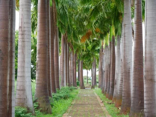 Rolgordijnen Palmenallee zum Hafen in Mauritius © Johannes Kranich