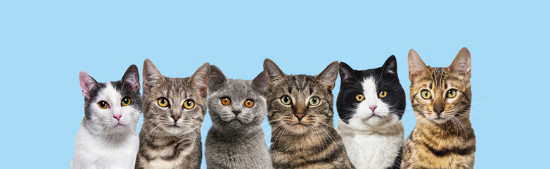 many head shot cats looking at the camera on blue background