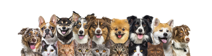 Large group of cats and dogs looking at the camera, banner isolated on white