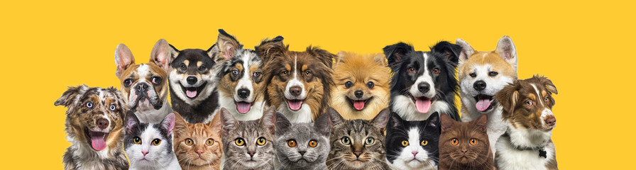 Several cats and dogs head shot, looking at the camera in a row on yellow