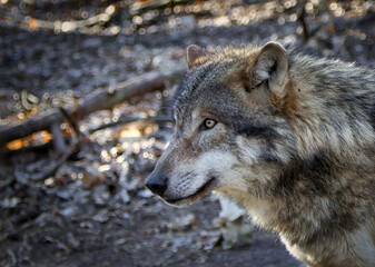 Wolf in its area observing