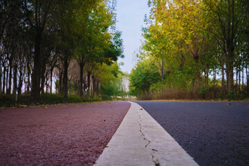 treelined jogging track through park
