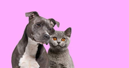 American Staffordshire Terrier dog and british shorthair cat together on pink background