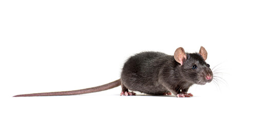 Black rat, Rattus rattus, in front of white background