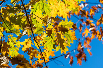 Naklejka na ściany i meble Bunte Blätter eines Baumes in herbstlichem Sonnenlicht vor blauem Himmel