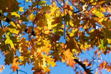 Bunte Blätter eines Baumes in herbstlichem Sonnenlicht vor blauem Himmel