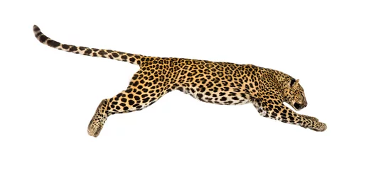 Papier Peint photo Léopard Side view of a spotted leopard leaping, panthera pardus, isolated on white