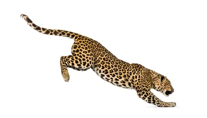 Fototapeten Side view of a spotted leopard leaping, panthera pardus, isolated on white © Eric Isselée