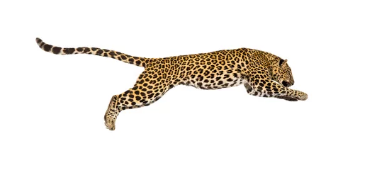 Zelfklevend Fotobehang Side view of a spotted leopard leaping, panthera pardus, isolated on white © Eric Isselée
