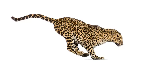 Selbstklebende Fototapeten Side view of a spotted leopard leaping, panthera pardus, isolated on white © Eric Isselée