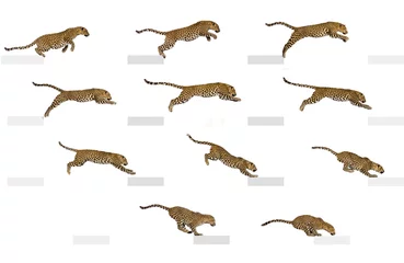Plexiglas foto achterwand Side view of feline leap, spotted leopard leaping, panthera pardus, isolated on white © Eric Isselée