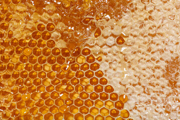 Close-up on the honeycombs of a hive frame full of dripping honey © Eric Isselée