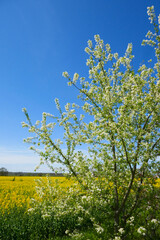 Schlehdorn