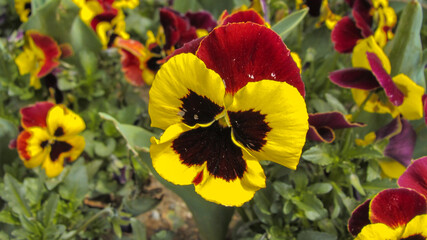 yellow and red flower