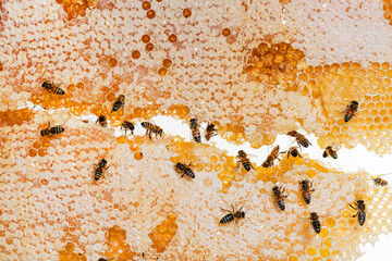 Honey bees eating honey on the frame of a hive where wax remains, isolated on a white background
