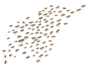 Papier Peint photo Abeille swarm of bees in flight isolated on white background