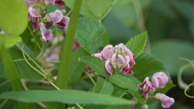 Potato Bean Apios Americana superfood hides leaf cutter Bee, Groundnut