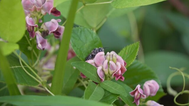 Potato Bean Apios Americana Ground-nut superfood with leaf cutter Bee